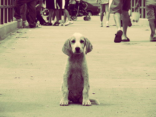 FRANQUICIAS SOLIDARIAS CON LAS MASCOTAS