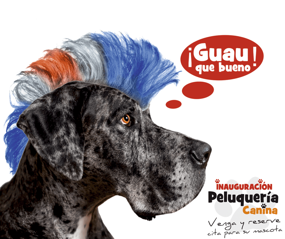 MONTA UN CENTRO DE BELLEZA CANINO CON TIERRA ANIMAL